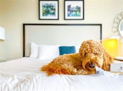 pet friendly hotels in georgia on i 75